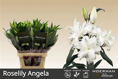 <h4>Li Or Du Roselily Angela</h4>