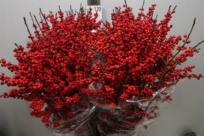 <h4>Ilex Ve Rode Bes</h4>