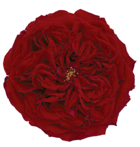 <h4>R Gr David Austin Tess Red 40cm CO</h4>