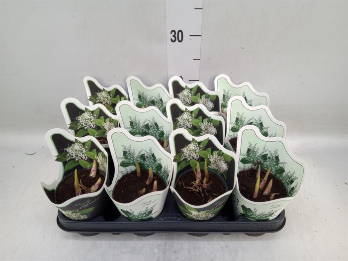 <h4>Convallaria majalis</h4>