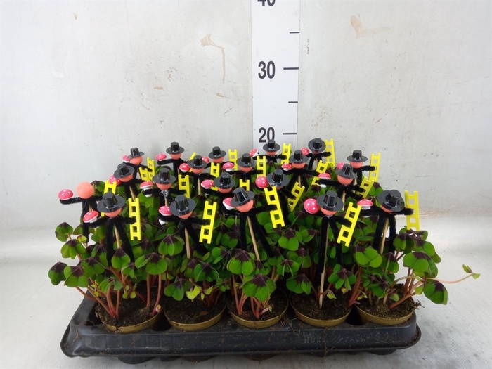 <h4>Oxalis deppei</h4>