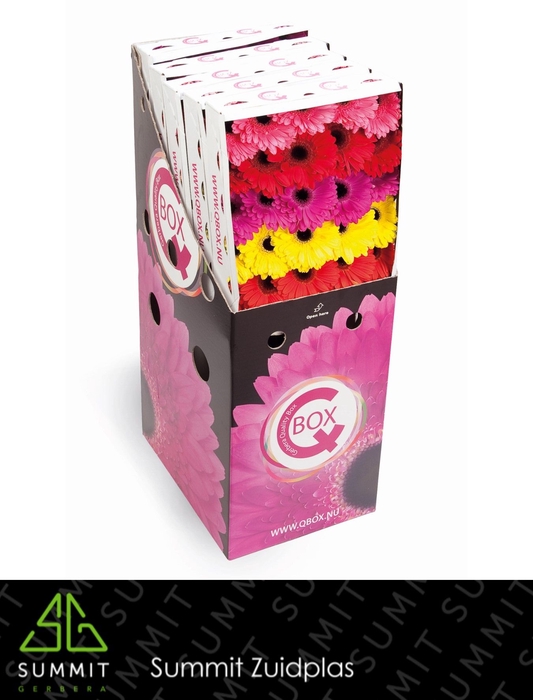 Gerbera Mix Q Box Aquabox