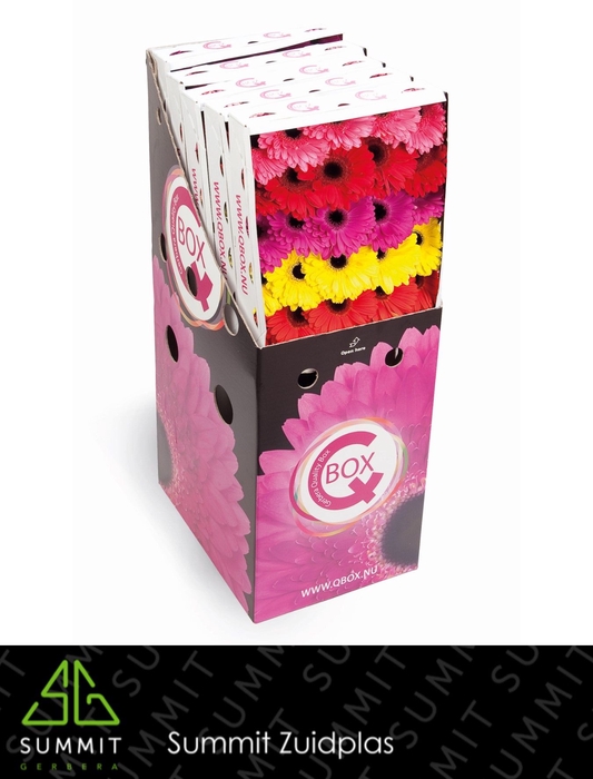 <h4>Gerbera Mix Q Box packaging.q_box</h4>