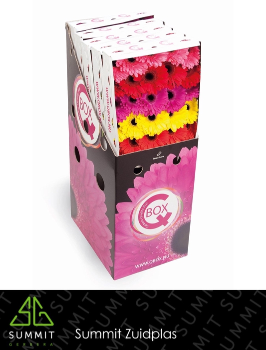 <h4>Gerbera Mix Q Box Aquabox</h4>