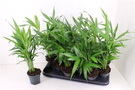 Dypsis Lutescens