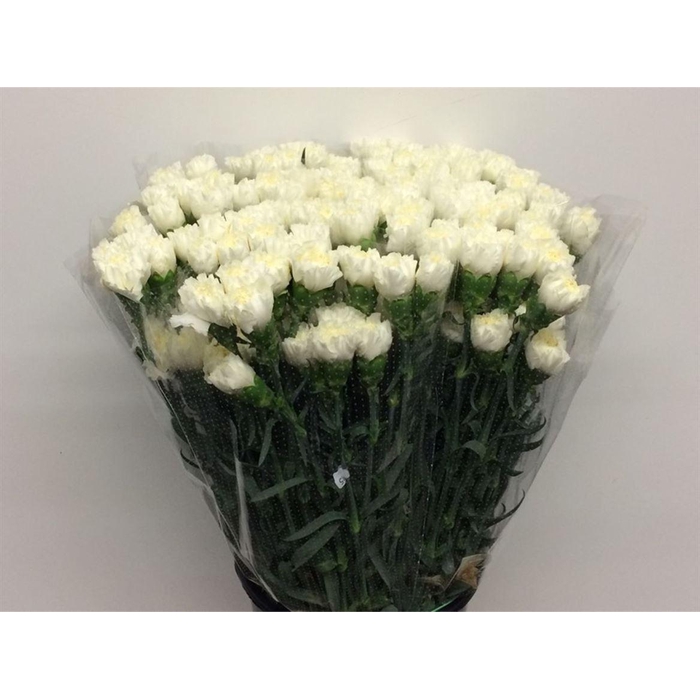 <h4>Di St Everest White</h4>