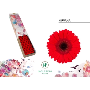 GE MI NIRVANA Doos x60