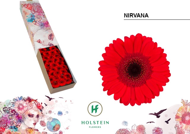 <h4>Germini Nirvana Doos</h4>