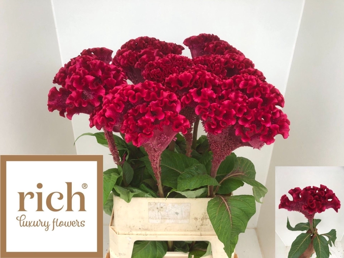 <h4>CELOSIA ARG. CR 'TURBO SCARLET' 20cm</h4>