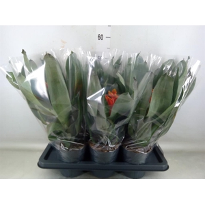 Aechmea  'Pepita Elegant Flames'