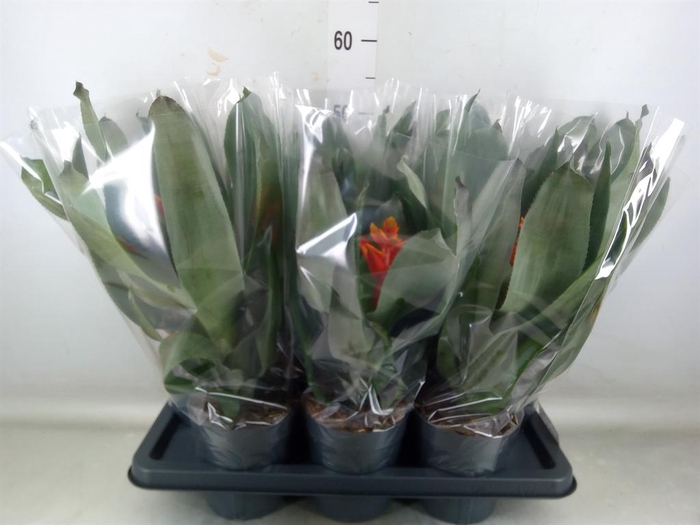 <h4>Aechmea 'Pepita Elegant Flames'</h4>