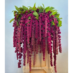Amaranthus Hang Rosary Iterson
