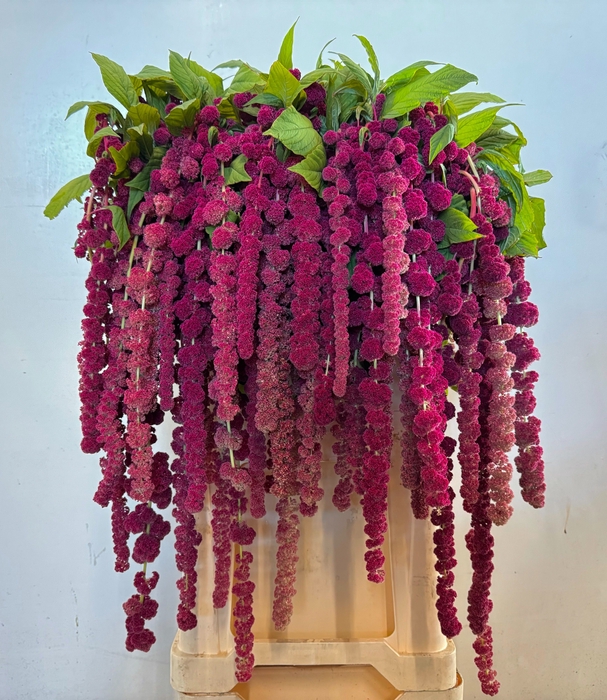<h4>Amaranthus Hang Rosary Iterson</h4>