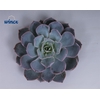 Echeveria Colorata Cutflower Wincx-5cm