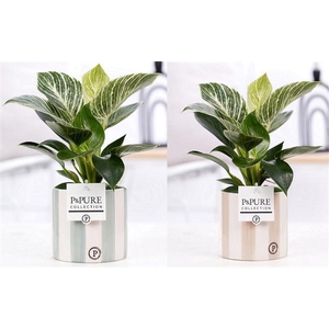 Philodendron White Wave in P&PURE Eline 2 ceramics ass.2