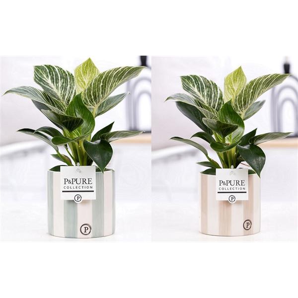 <h4>Philodendron White Wave in P&PURE Eline 2 ceramics ass.2</h4>