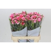 Dianthus Sp Symply Cherry
