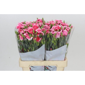 Dianthus Sp Symply Cherry