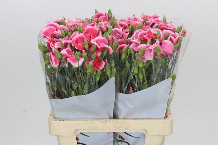<h4>Dianthus Sp Symply Cherry</h4>
