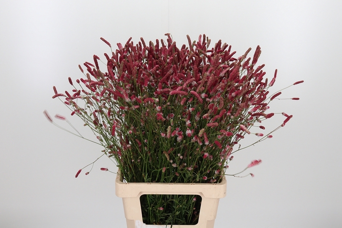 <h4>Sanguiso O Pink Tann</h4>