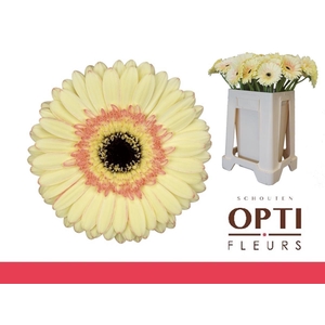 Gerbera Cartizze Water / Hoes