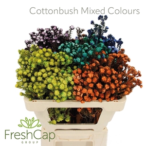 Cottonbush Mix Colours
