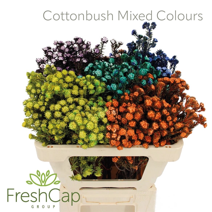 <h4>Cottonbush Mix Colours</h4>