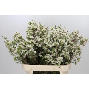 Chamelaucium Janelle