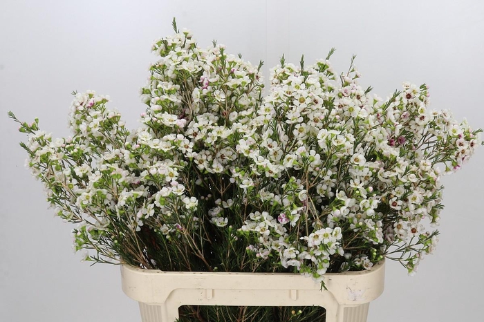 <h4>Chamelaucium Janelle</h4>