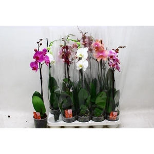 PHAL GEM