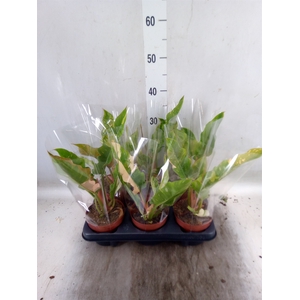 Philodendron   ...