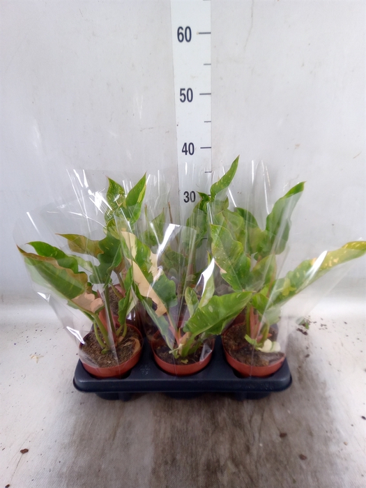 <h4>Philodendron   ...</h4>