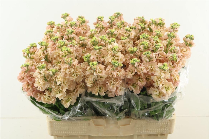 <h4>Matth Impala Apricot</h4>