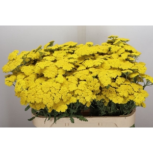 Achillea  'Moonshine'
