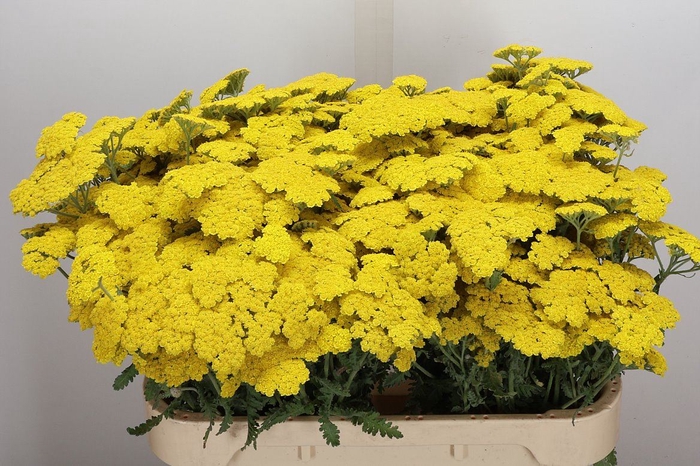 <h4>Achillea  'Moonshine'</h4>