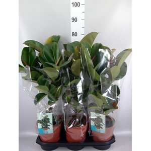 Ficus elastica 'Cloe'
