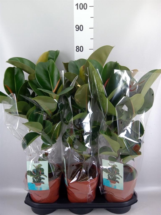 <h4>Ficus elastica 'Cloe'</h4>