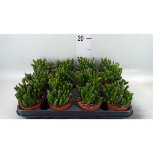 Crassula ovata 'Gollum'