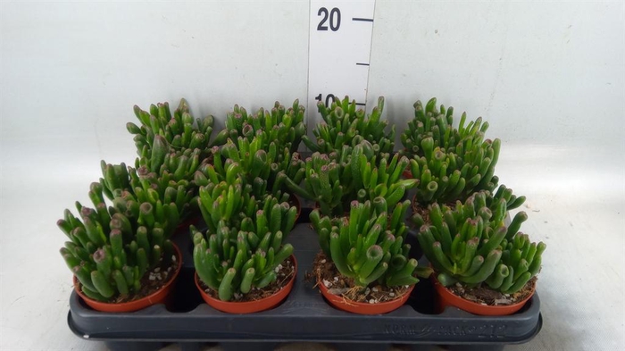 <h4>Crassula ovata 'Gollum'</h4>