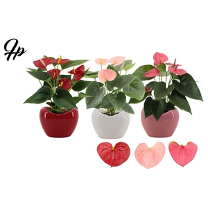 Anthurium 9 cm 3 color mix in Paris ceramics