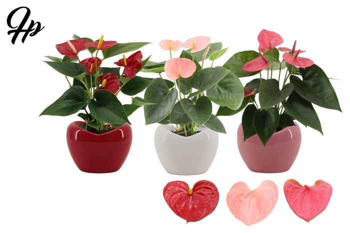 <h4>Anthurium 9 cm 3 color mix in Paris ceramics</h4>