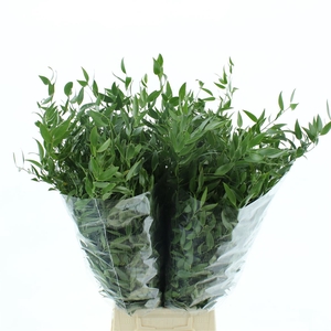 Ruscus Soft 70 Cm 100 Gr