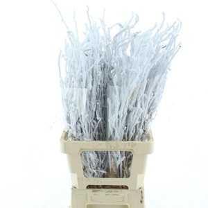 BETULA OV KLB H%