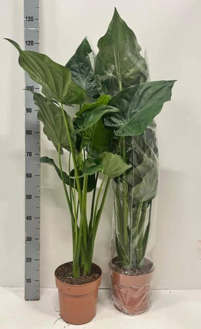 <h4>ALOC CUCULLATA</h4>