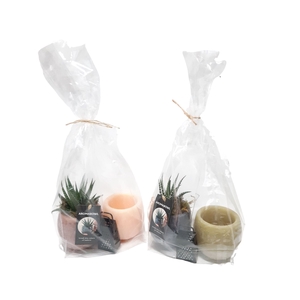 Arr.   Kamerplant Groen H%