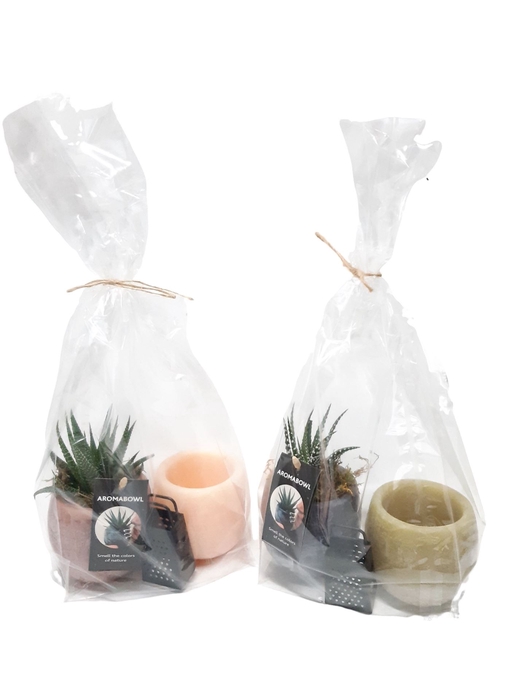 <h4>Arr.   Kamerplant Groen H%</h4>
