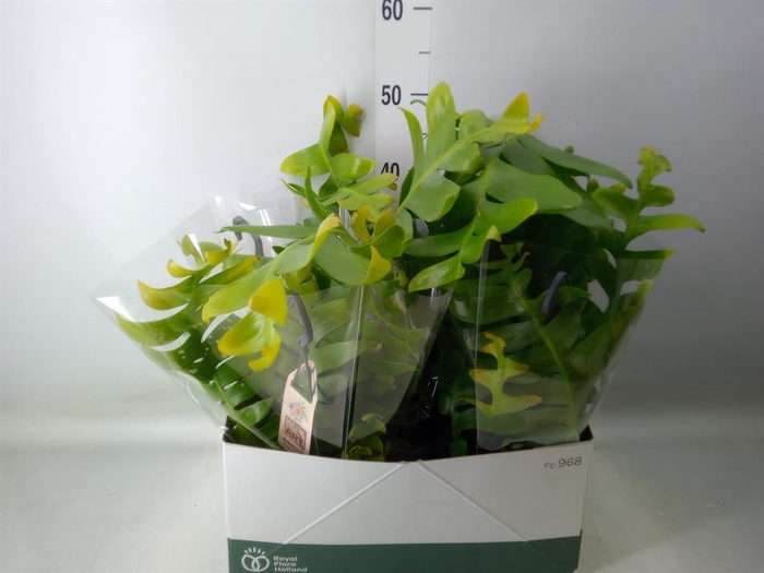 <h4>Epiphyllum   ...</h4>