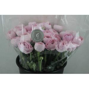 Ran Cloni Sup Lady Hanoi Pink