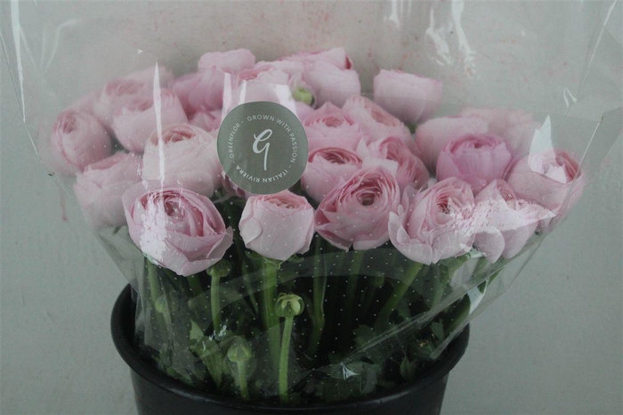 <h4>Ran Cloni Sup Lady Hanoi Pink</h4>