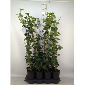 Hedera hibernica